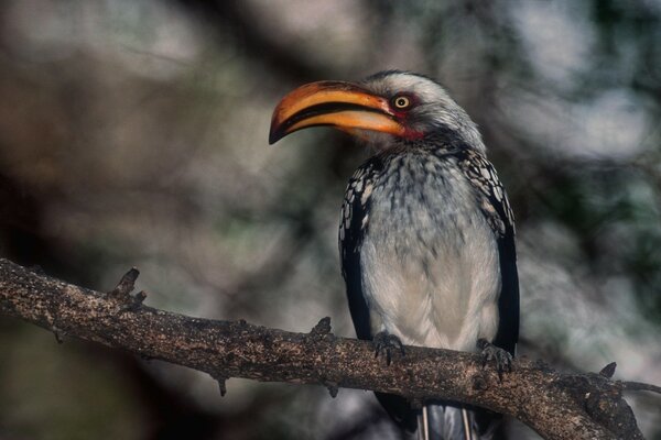 Avian il dio alato dell etere