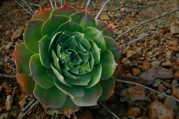 Amazing cactus in a desert area