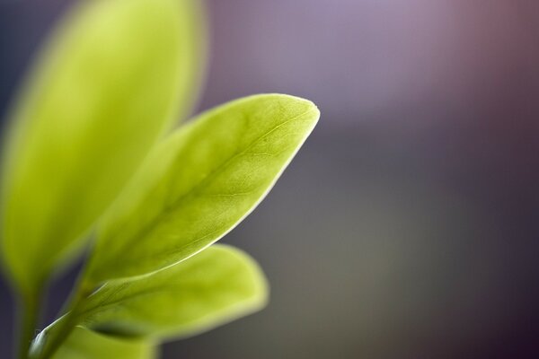 Fotografía macro de una hoja verde sobre un fondo púrpura