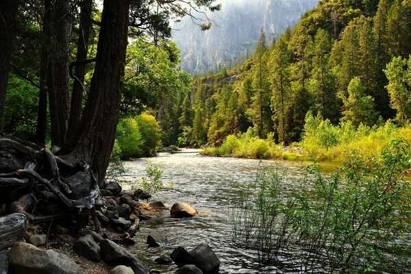 Río balbuceo en el bosque de verano