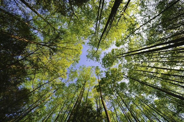 Summer forest stretching into the sky