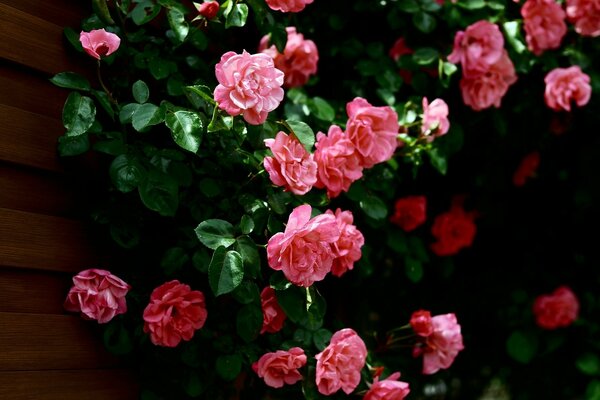 Jardim de flores, folhas de flores