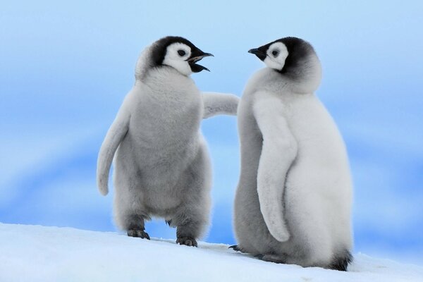 The dispute of two fledgling baby penguins