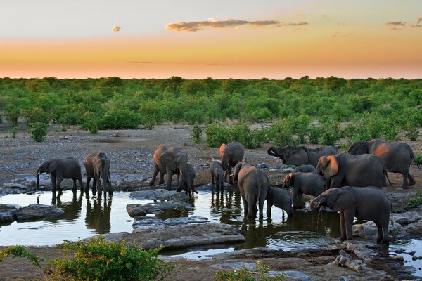 Les éléphants sont venus à l abreuvoir du soir