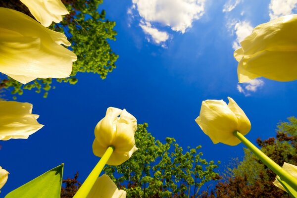 Tulpen, die zum Himmel und zur Sonne reichen