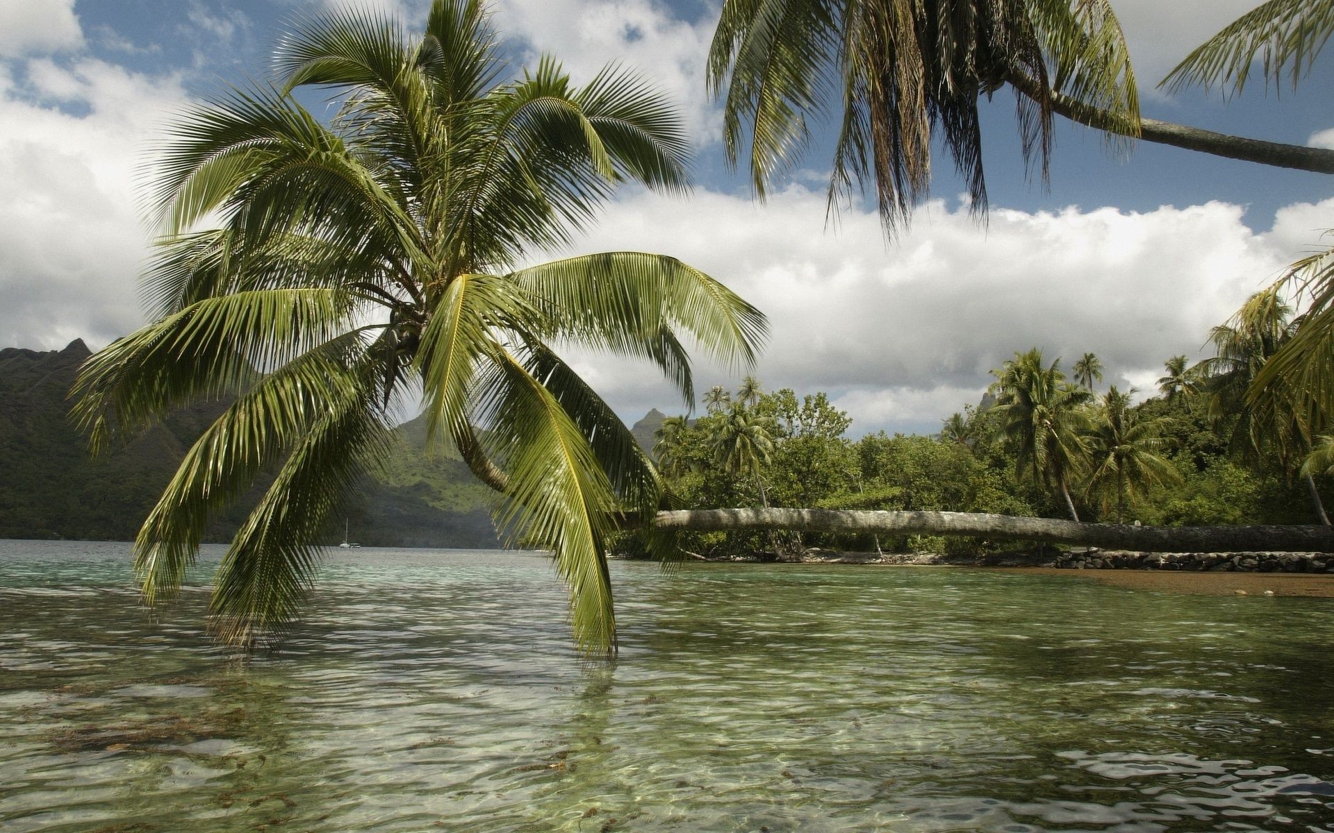 verão tropical palma praia paraíso férias água exóticas coco areia ilha viagens mar idílio oceano árvore resort relaxamento sol