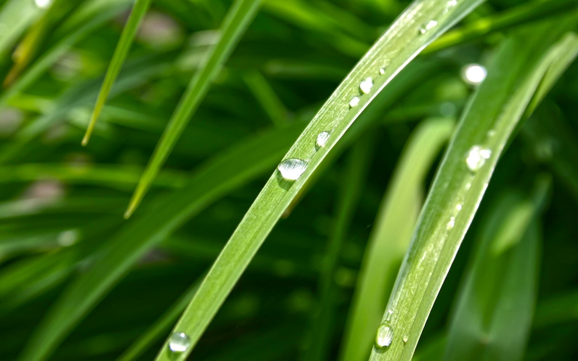 plantas flora hoja crecimiento rocío gota lluvia jardín hierba exuberante medio ambiente naturaleza frescura hoja mojado limpieza gotas ecología gotas césped