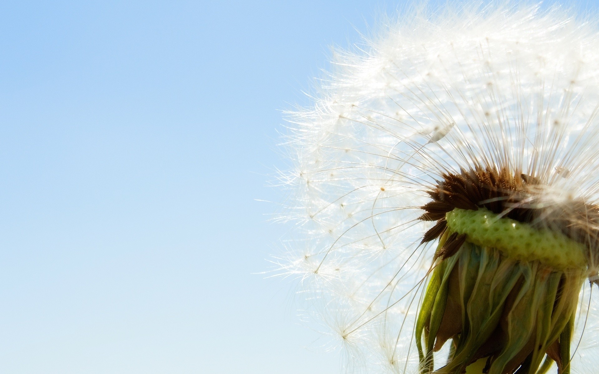 fleurs nature pissenlit été fleur flore ciel croissance à l extérieur gros plan vers le bas herbe graines couleur soleil champ vent