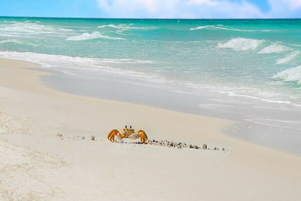 Krabbe im Sand am Meer