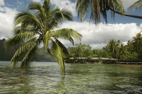 Plage tropicale. Palmier sur l eau