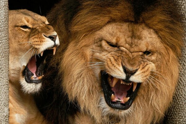 The lion and the lioness bared their mouths