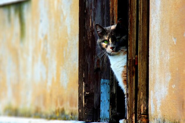 The cat looks out of the doorway