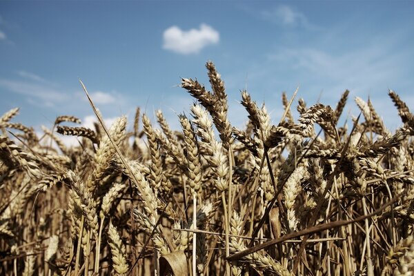 Espigas de trigo en un campo contra el cielo