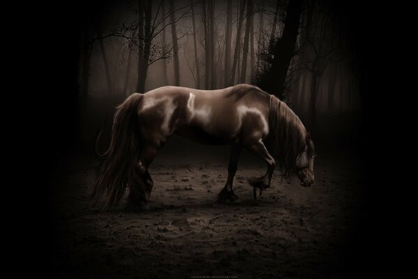 A black horse in a gloomy forest