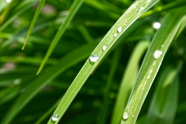 Dew drops on the green grass