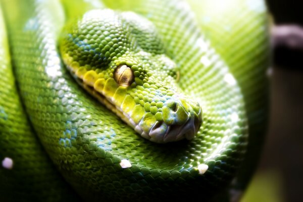 Serpente verde se prepara para dormir