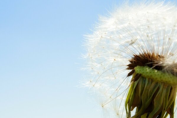 So fragile and airy. Dandelion