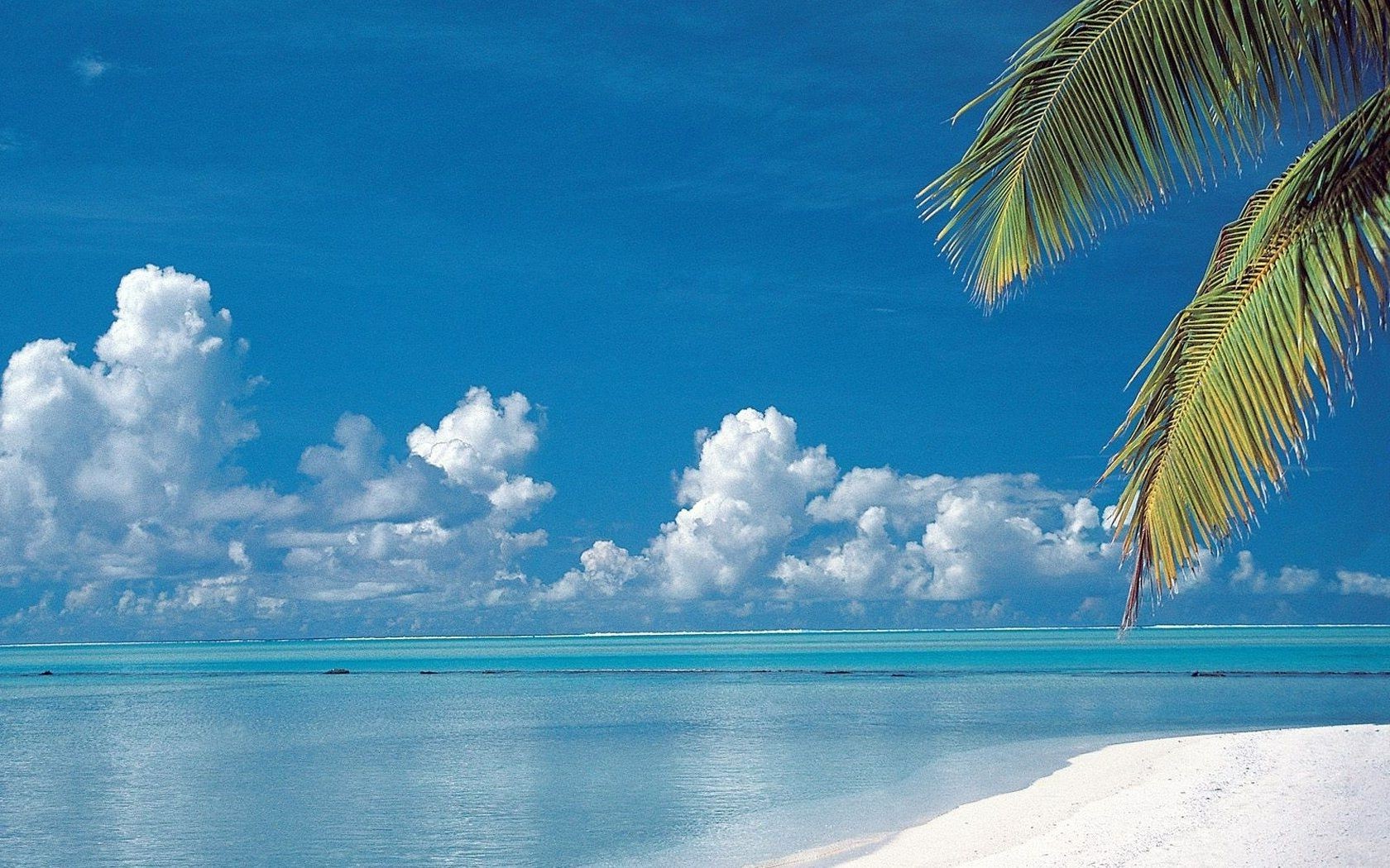 Поиск обоев океан пляж пальмы баунти в разделе все категории.