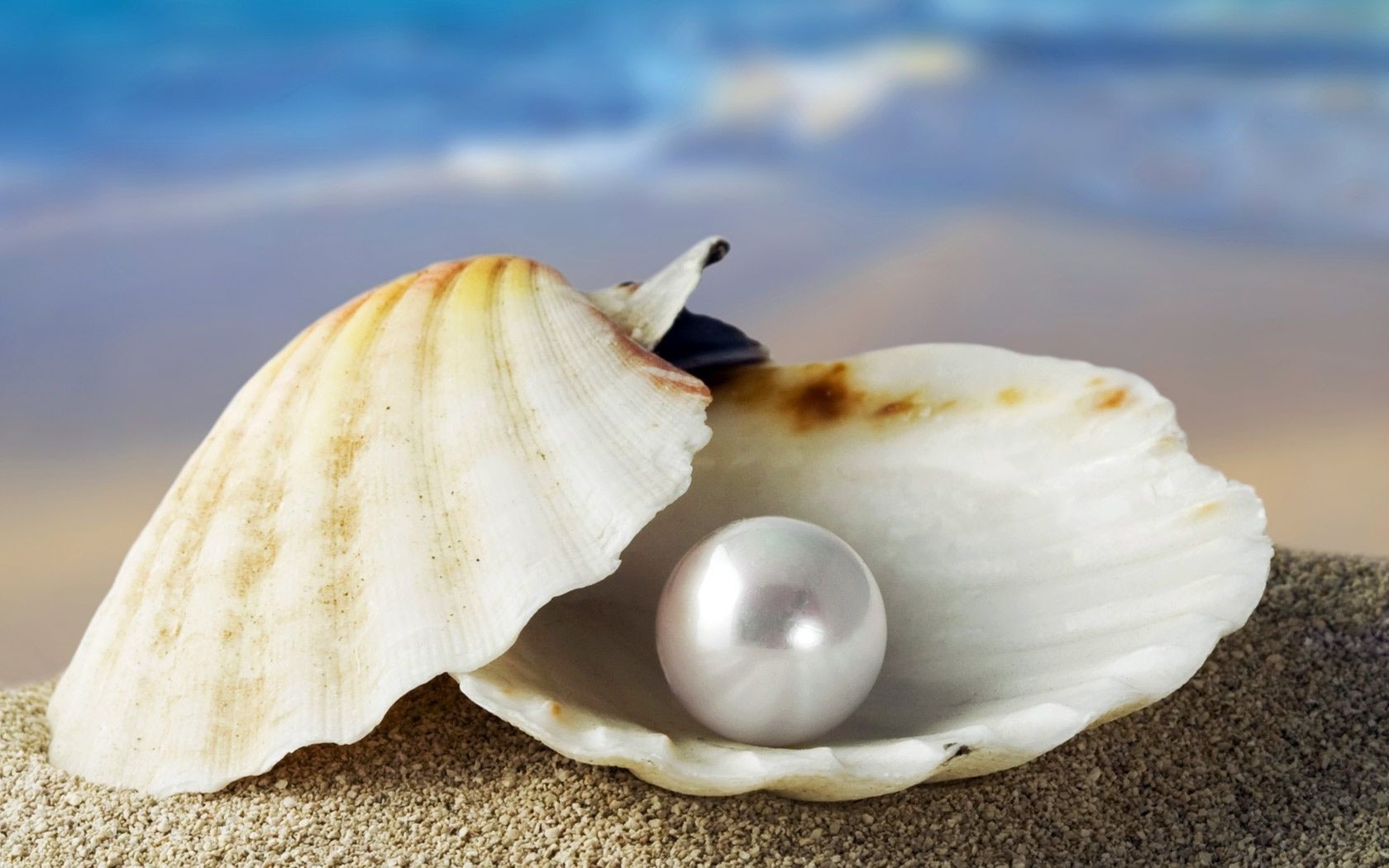 meer und ozean strand muscheln meer meer ozean schale muscheln sommer sand tropisch natur wasser ende essen