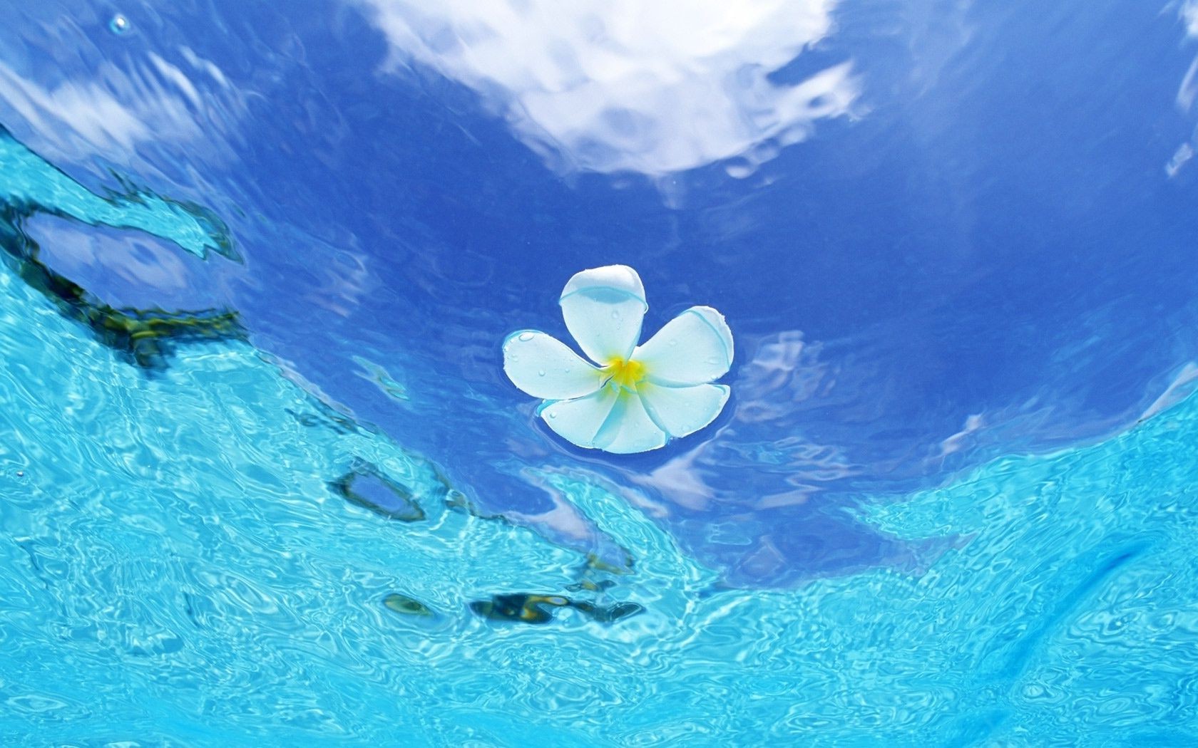 flowers water swimming underwater ocean nature summer turquoise