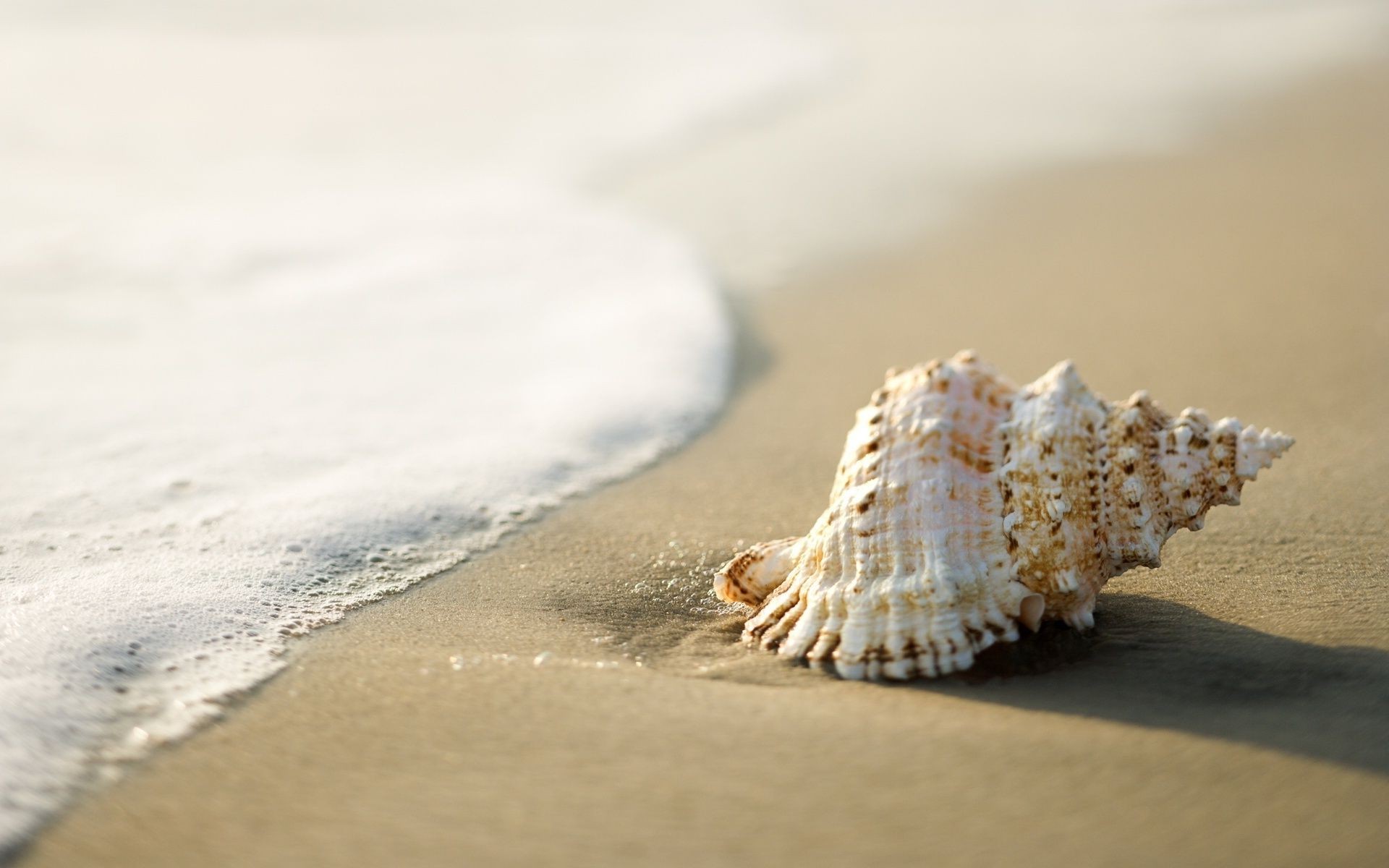 meer und ozean strand sand meer muscheln meer schale ozean wasser urlaub küste seestern reisen küste sommer tropisch conch natur meer muscheln