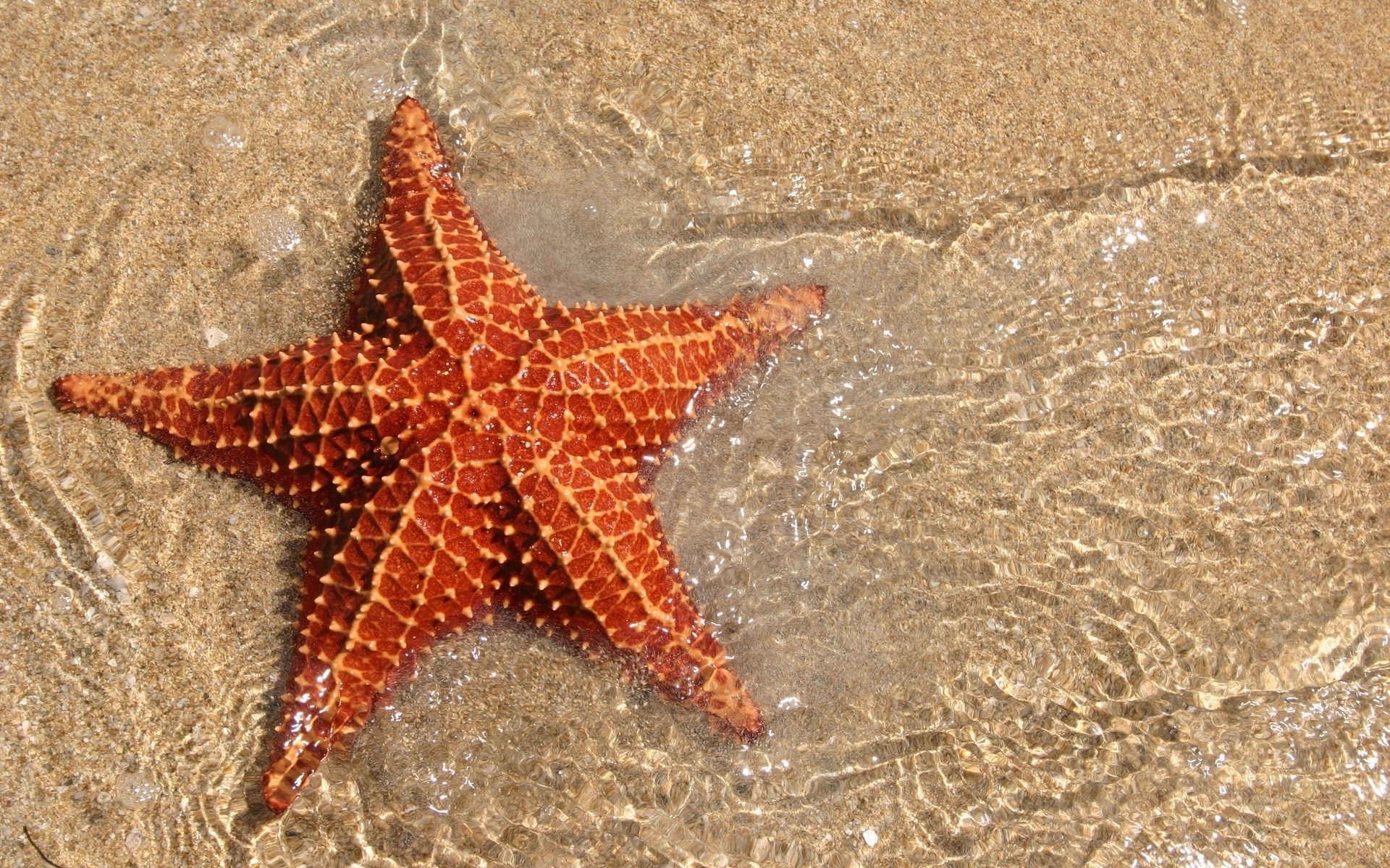 morze i ocean rozgwiazda piasek plaża morze morze szkarłupnie ocean tropikalny natura muszla wakacje bezkręgowce muszle woda lato pulpit morze brzeg podróże