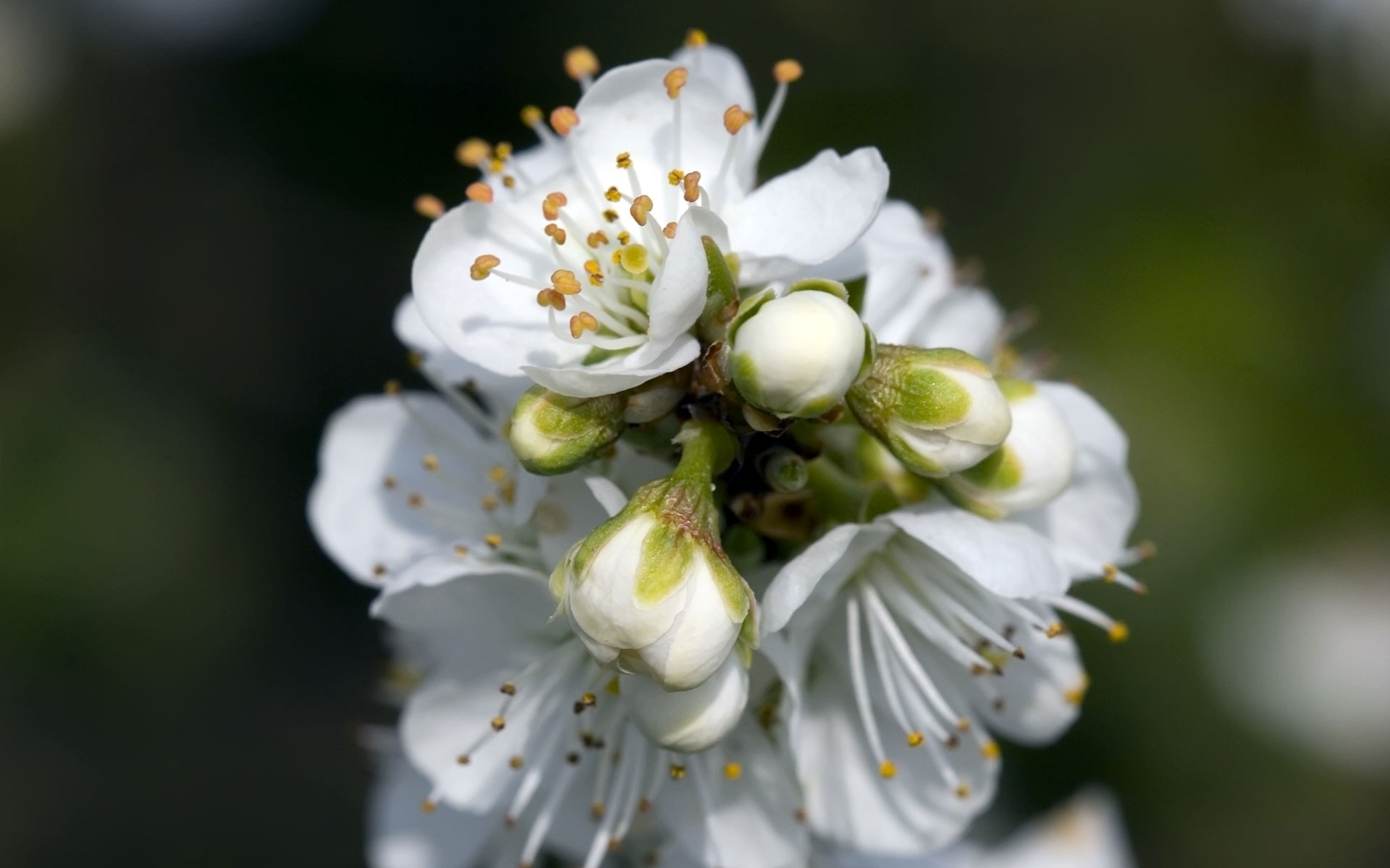 flowers flower apple nature cherry flora bud petal tree leaf blooming branch outdoors garden plum floral growth summer pollen delicate