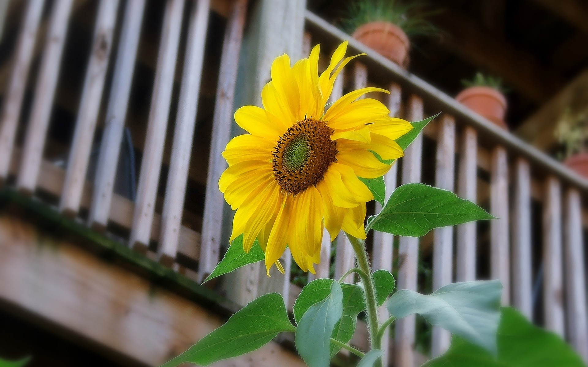 花 花 自然 植物 叶 夏天 花园 生长 颜色 户外 明亮