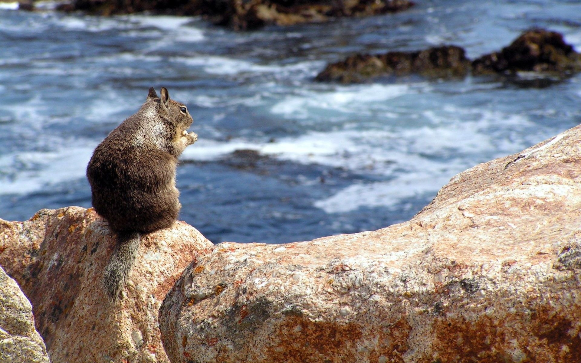 animaux eau nature rock dehors mer faune voyage mer mammifère froid pierre sauvage écureuil