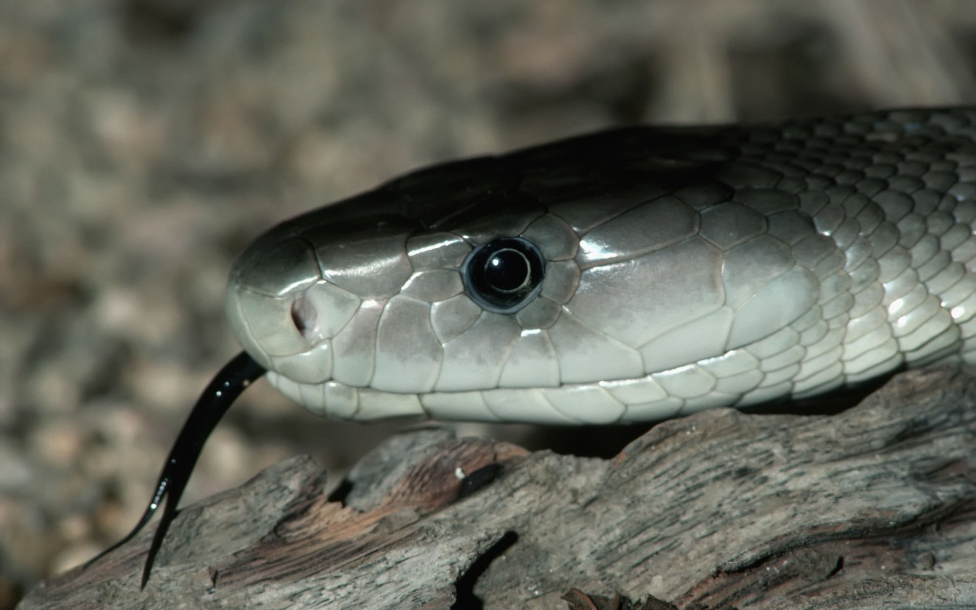 répteis e rãs cobra réptil vida selvagem veneno viper natureza venom boa animal perigo python cobra deserto frio sozinho zoologia cascavel animal de estimação