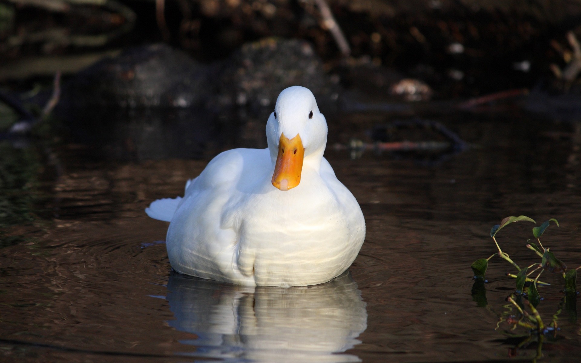 ente vogel wasservögel wasser vögel schwimmbad see gans tierwelt im freien natur eine