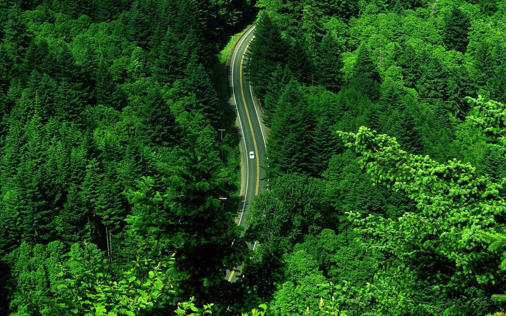 paesaggio di legno natura albero foglia paesaggio all aperto acqua lussureggiante viaggi estate ambiente