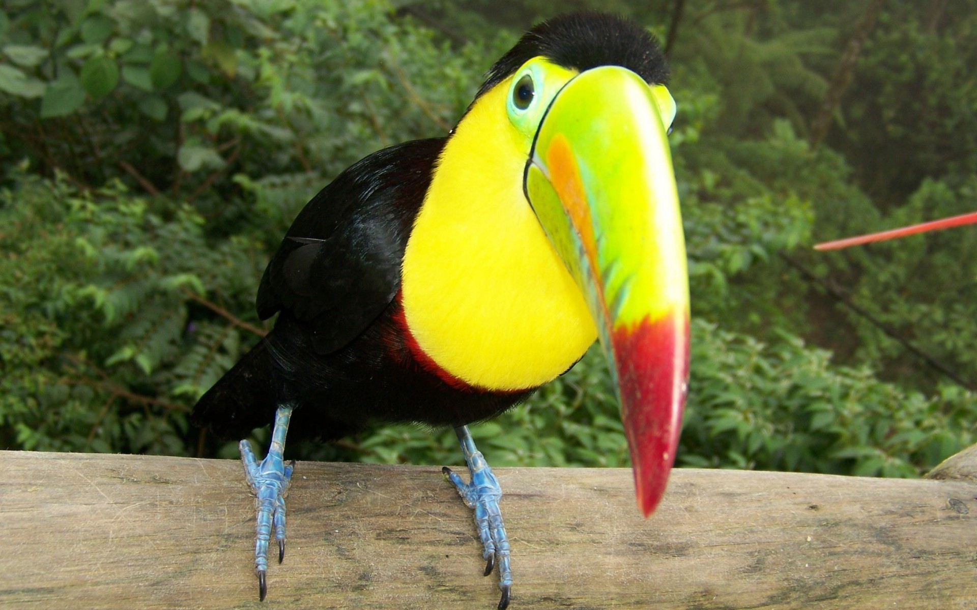 parrot bird wildlife tropical exotic nature outdoors zoo wild beak color wood animal