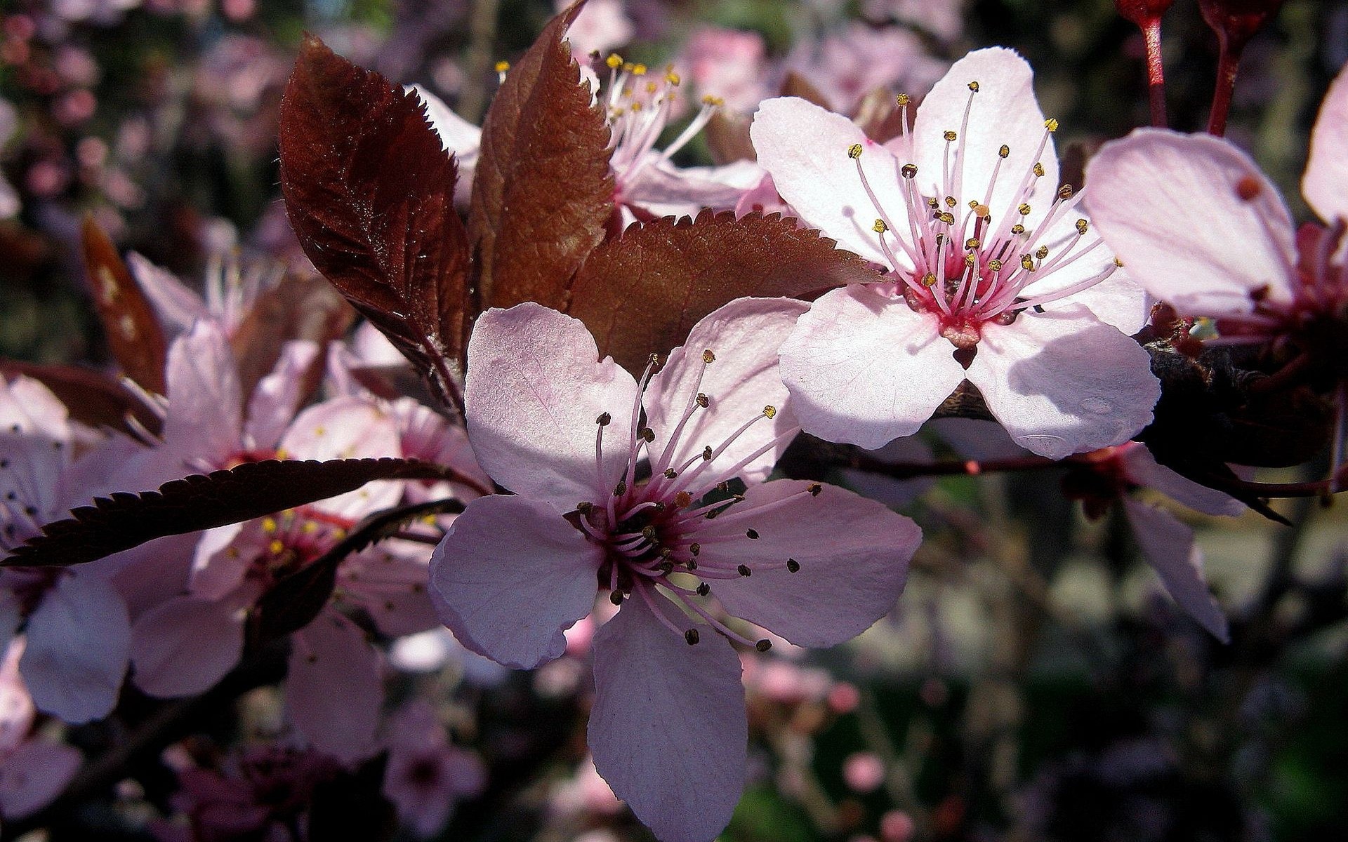 blumen blume kirsche baum apfel natur blatt zweig flora garten im freien kumpel blütenblatt wachstum blühen