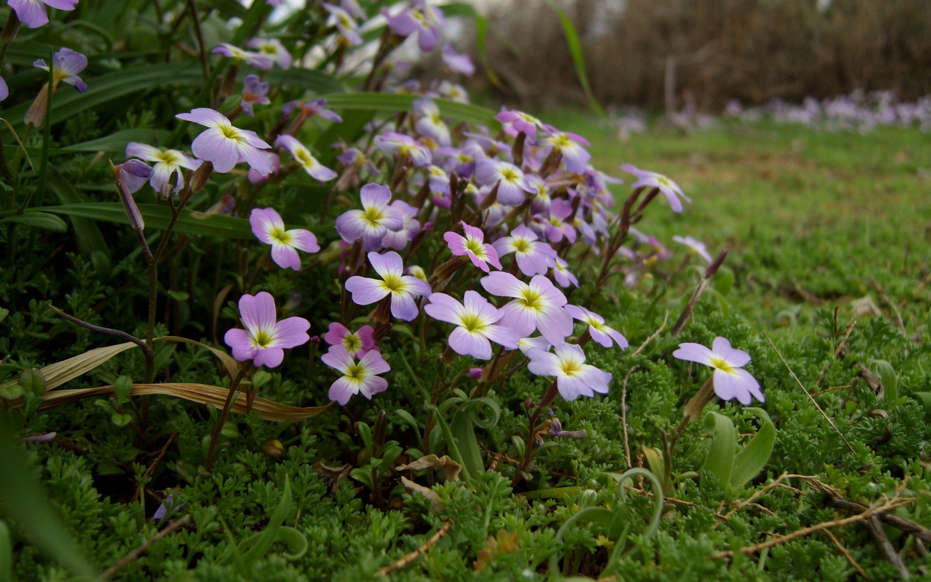 flowers flower nature flora blooming grass leaf summer floral petal garden wild field hayfield season color outdoors wildflower growth park