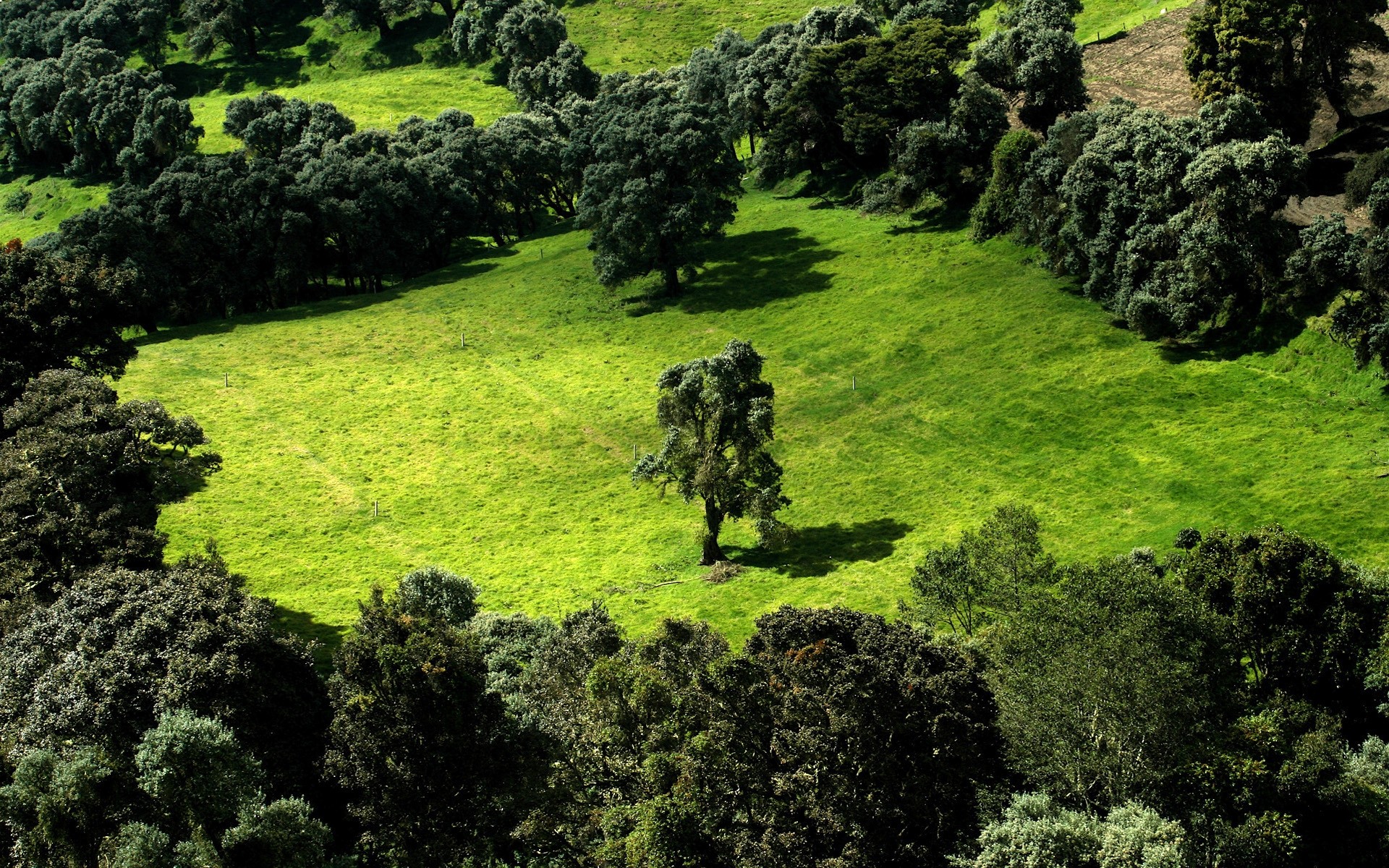 landschaft natur landschaft baum gras im freien landschaftlich hügel sommer flora holz reisen blatt landwirtschaft park umwelt feld landschaft landschaft heuhaufen feld bäume grün