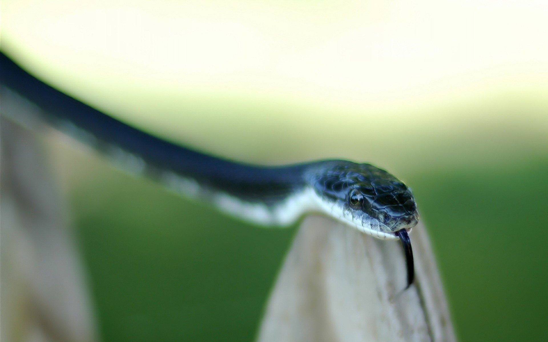 reptilien und frösche natur tierwelt schlange im freien regen kälte wasser gazoo unschärfe eine