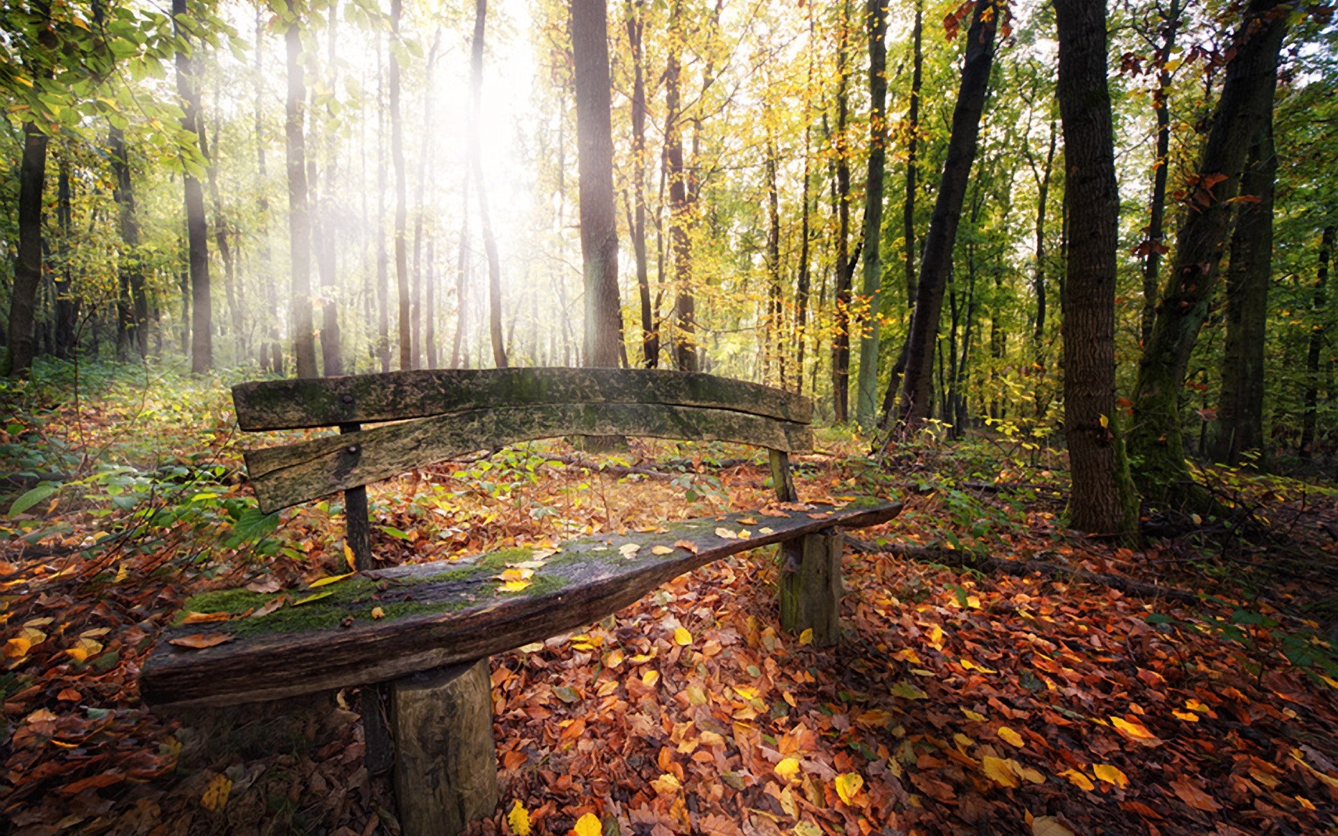 autumn wood fall leaf park tree nature landscape season maple environment scenic bench beech guidance lush daylight fair weather footpath scenery