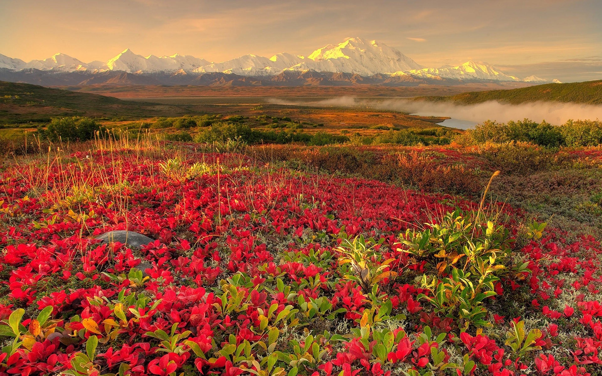 landscapes nature landscape flower field flora outdoors summer leaf season hayfield rural scenic color fair weather dawn tree sky mountain