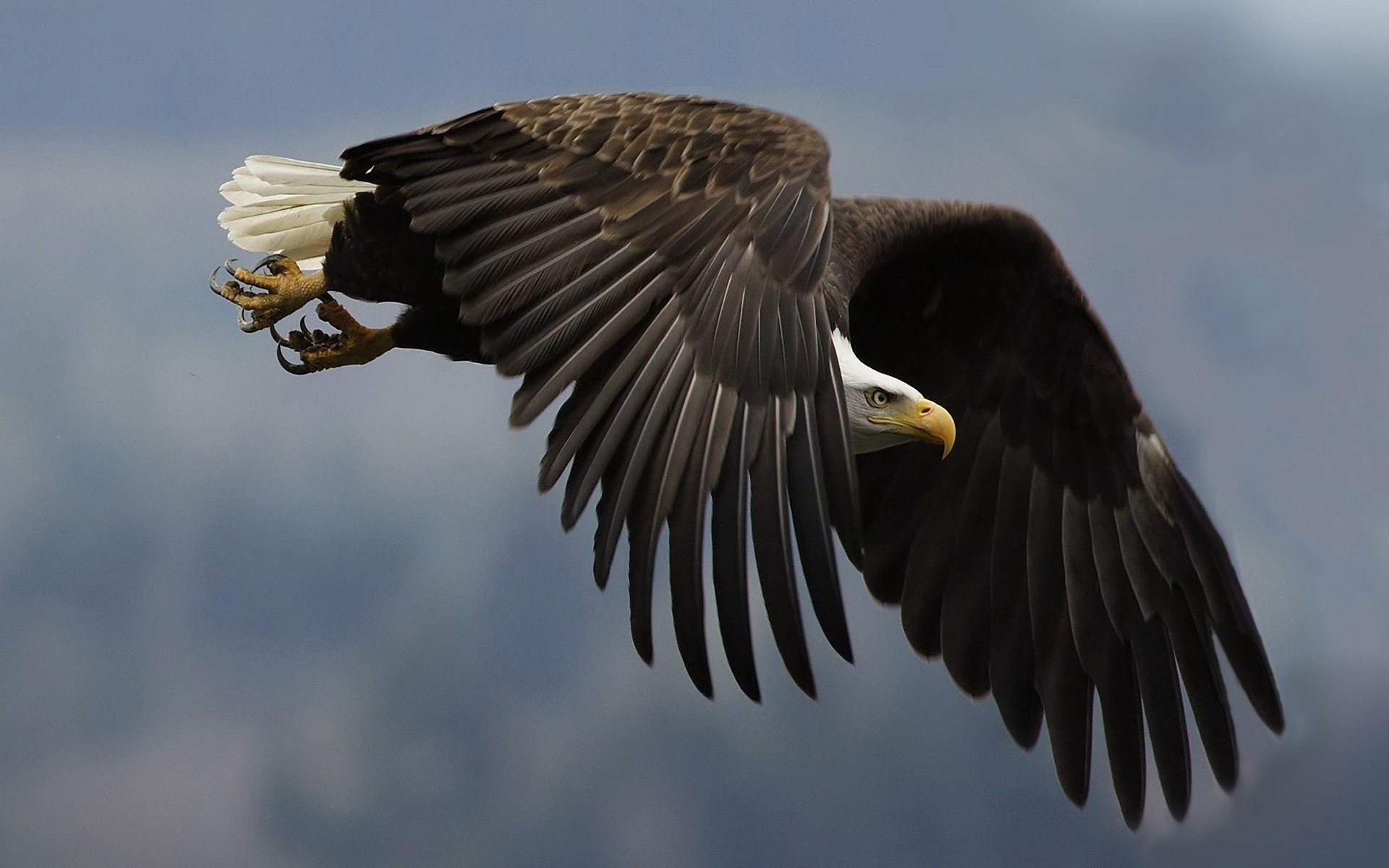 águila pájaro raptor águila calva vida silvestre vuelo halcón presa calvo halcón al aire libre naturaleza ala animal solo cetrería