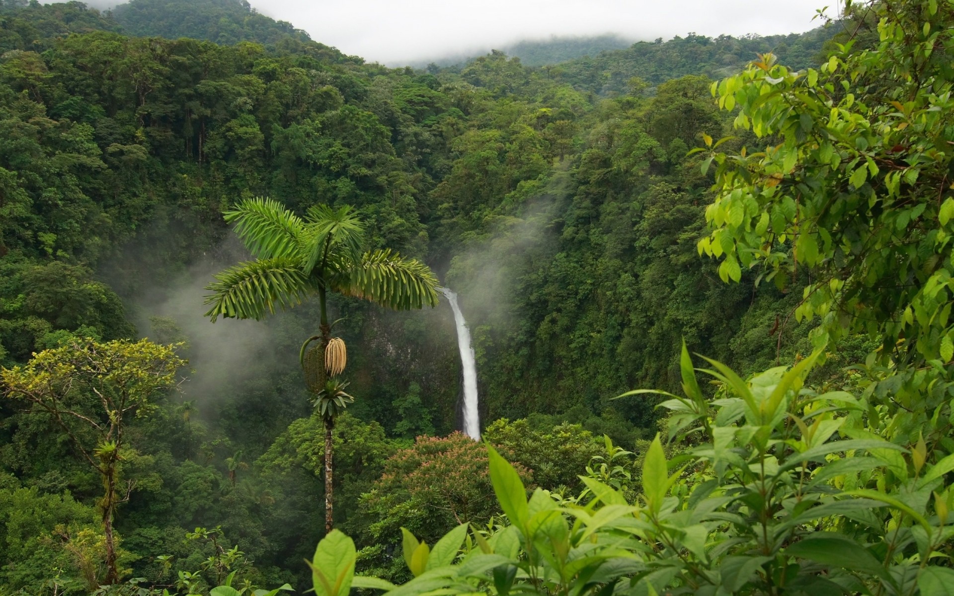 spring rainforest tropical nature tree wood leaf lush landscape jungle outdoors travel summer water mountain flora scenic environment rain growth