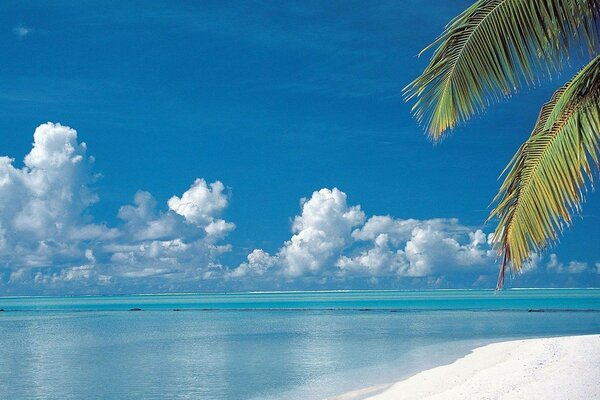 Palm tree on the background of the ocean beach