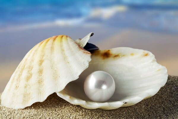 Pearl in a shell on the seashore