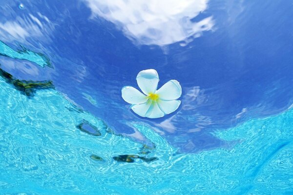 Eine Blume in blauem klarem Wasser