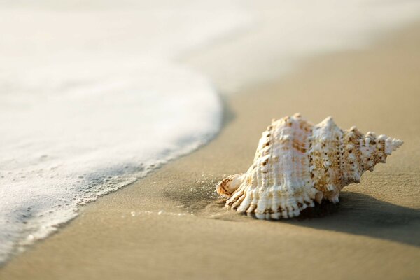 Beautiful seashell on the seashore