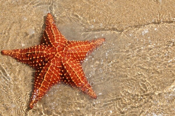 Seestern im Wasser am Strand