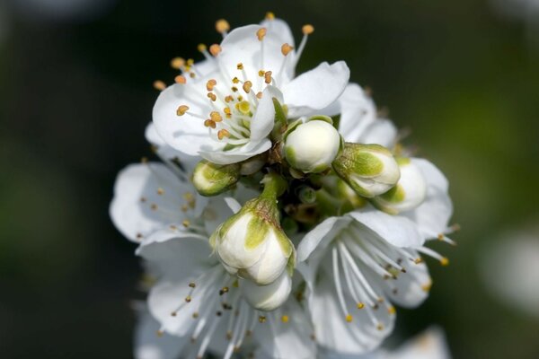 Cherry blossom. White flowers. Spring