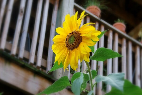 Flor de girasol solar brillante