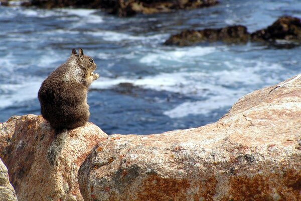 Einsam sitzt ein wilder Hamster auf einem Felsbrocken am Meer