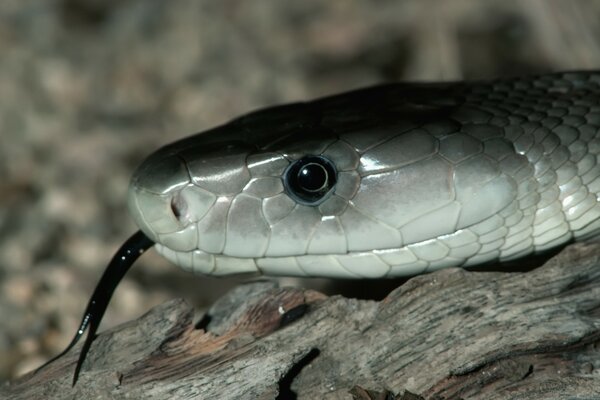 Cabeza de serpiente primer plano